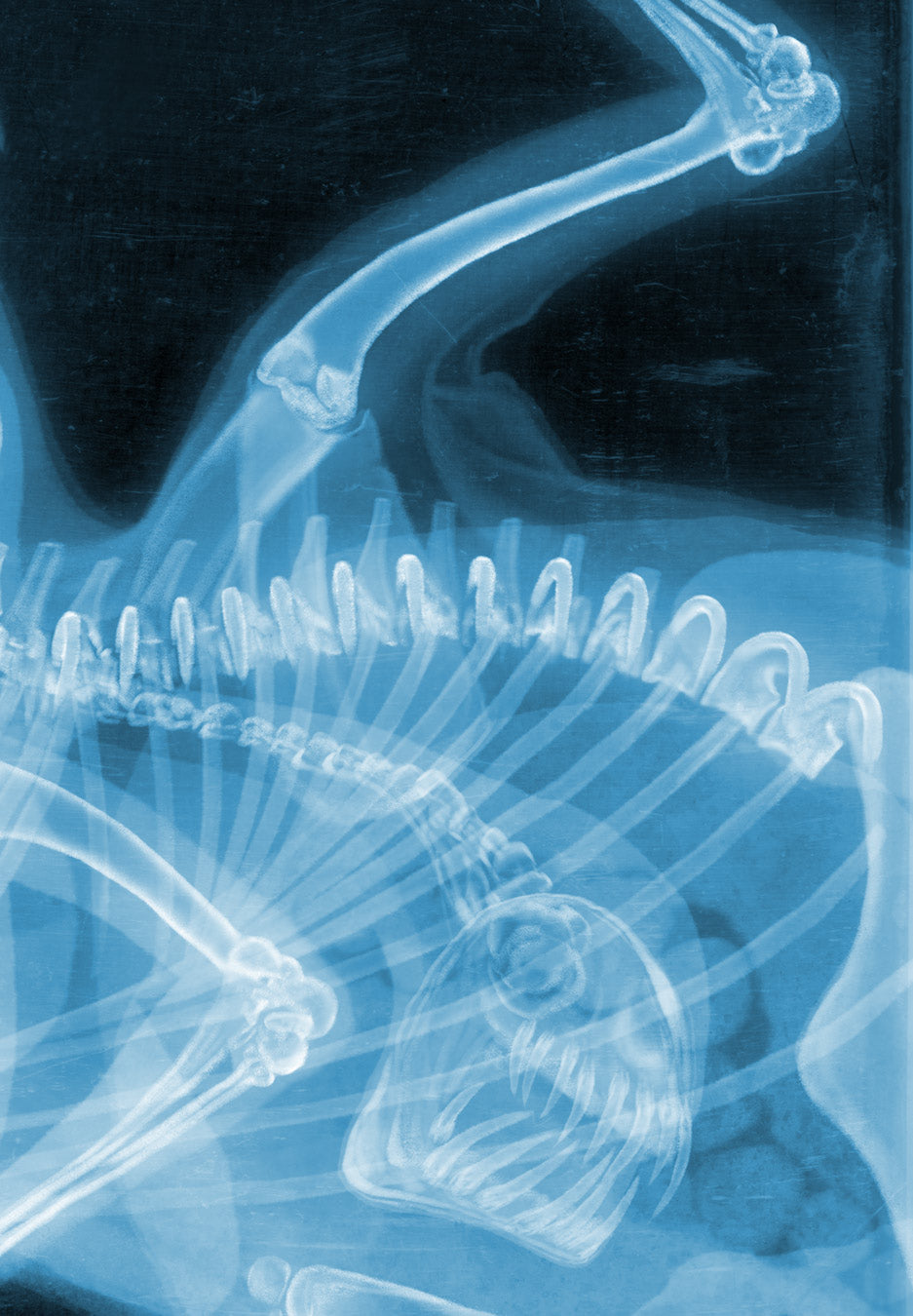 The Thing (X-Ray Timed Edition)